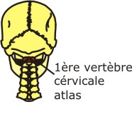 Cervicales%20CL.jpg